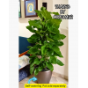 Money Plant Tall with Coco Support Pole