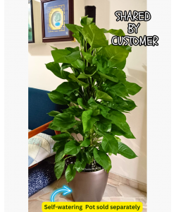 Money Plant Tall with Coco Support Pole