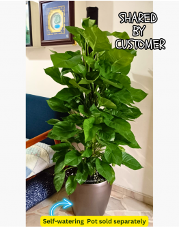 Money Plant Tall with Coco Support Pole