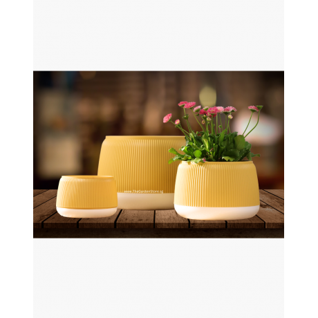 Shelly Self-Watering Pot By AquaLuxe (Mustard Yellow Colour)