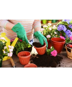 Repotting Service (In-Store Service)