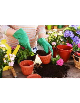 Repotting Service (In-Store Service)