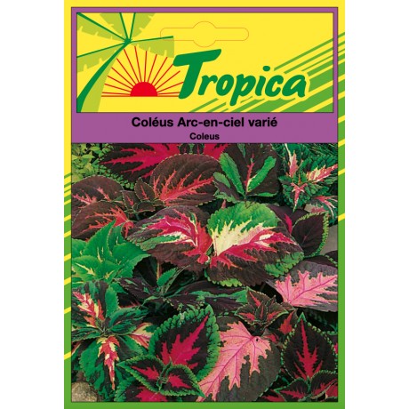 Coleus Seeds By Tropica