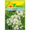 Garlic Chives Seeds By Tropica