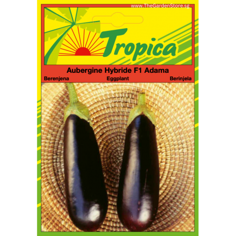 Eggplant (Adama F1) Aubergine By Tropica (50 Seeds)