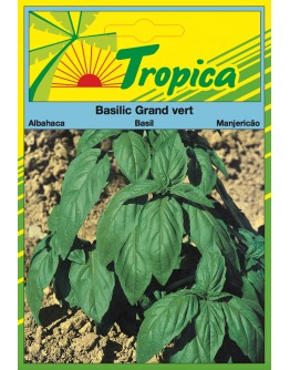 Sweet Basil (Grand Vert) Seeds By Tropica