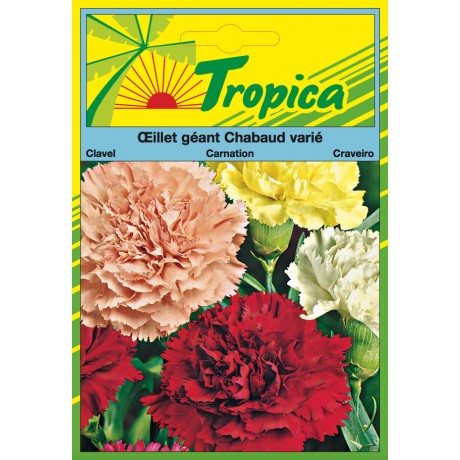 Carnation Seeds By Tropica