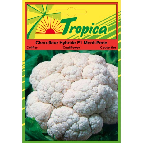 Cauliflower Seeds By Tropica
