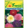 China Aster Seeds By Tropica