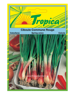 Spring Onion Seeds By Tropica