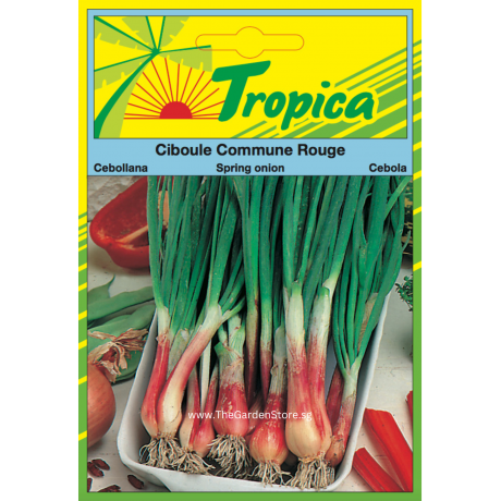 Spring Onion Seeds By Tropica