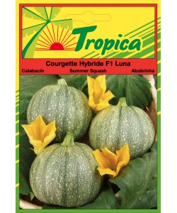 Summer Squash Seeds (Courgette) By Tropica