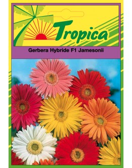 Gerbera Seeds By Tropica