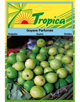 Guava Seeds By Tropica