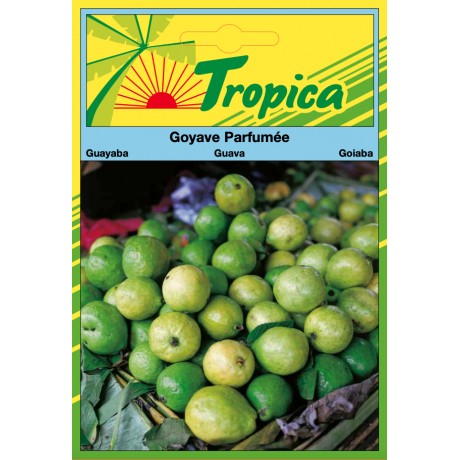 Guava Seeds By Tropica