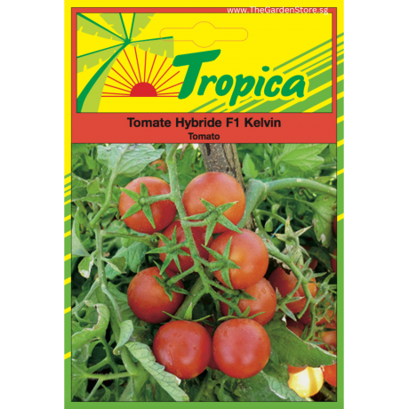 Tomato (Kelvin F1) Seeds By Tropica 0.3 grams