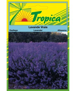 Lavender Seeds By Tropica