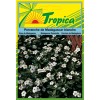 Periwinkle (Blanche) Seeds By Tropica