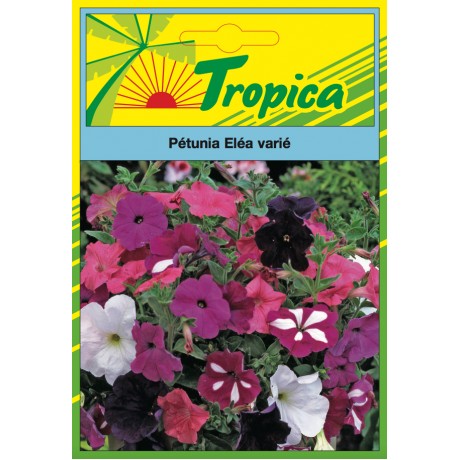 Petunia Seeds By Tropica