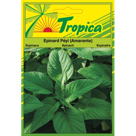 Spinach (Amarante) Seeds By Tropica