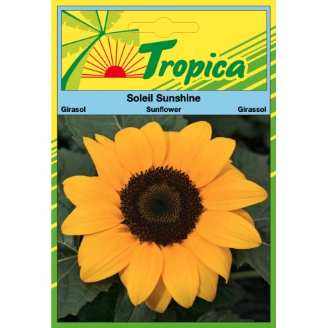 Sunflower (Sunshine) Seeds By Tropica