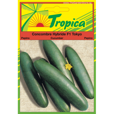 Cucumber Seeds (Tokyo F1) By Tropica