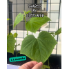 Cucumber Seeds (Marketer) By Tropica