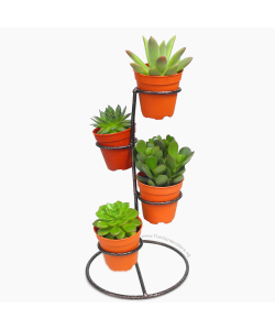 Cactus Display Stand for 4 pots