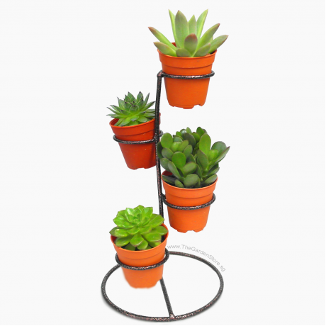 Cactus Display Stand for 4 pots