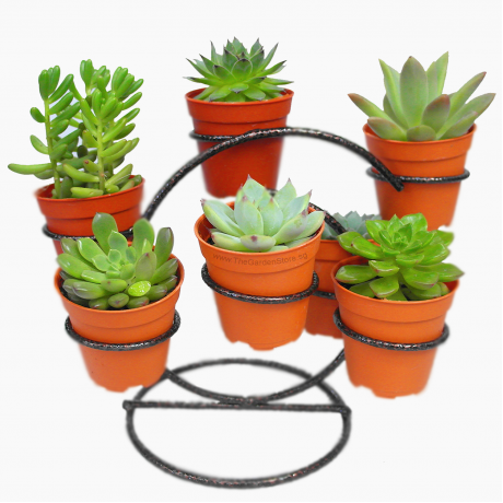 Cactus Display Stand for 7 pots