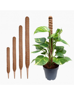 Coco Stick - Coir Moss Plant Support Pole