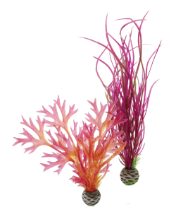 Plant Set Medium Red & Pink by biOrb