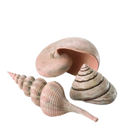Sea Shells Set 3 Natural by biOrb