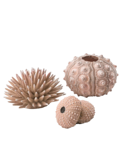 Sea Urchins Set Natural by biOrb