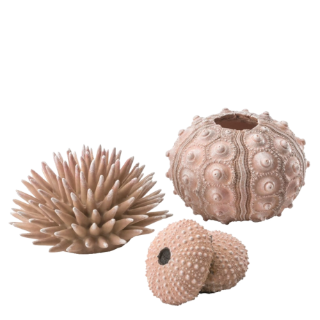 Sea Urchins Set Natural by biOrb