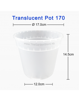 (170mmØ x 145mmH) Translucent Pot 170