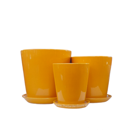 Iseo Yellow Cup Ceramic Pot Free Saucer