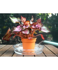 Acrylic Transparent Saucer Plate for Flower Pot