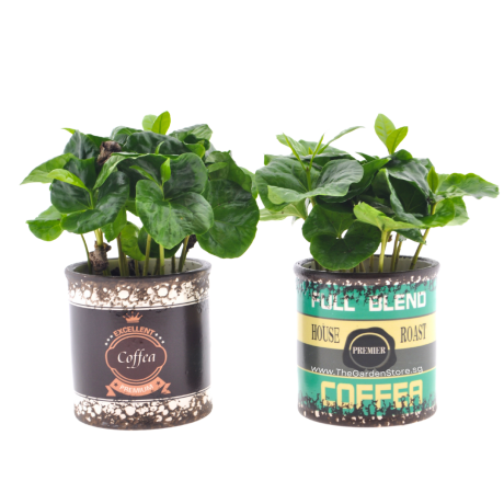 Coffea arabica Coffea Plant (Holland)