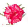 Adenium Desert Rose