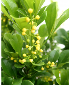 Aglaia odorata Chinese perfume plant