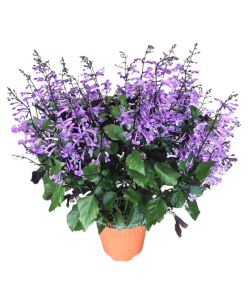 Ajuga Mona Lavender Potted Plant