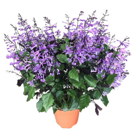 Ajuga Mona Lavender Potted Plant