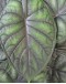 Alocasia Dragon Scale P150