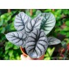 Alocasia Baginda ‘Silver Dragon’ / Dragon Scale