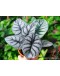 Alocasia Baginda ‘Silver Dragon’ / Dragon Scale