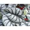 Alocasia Baginda ‘Silver Dragon’ / Dragon Scale