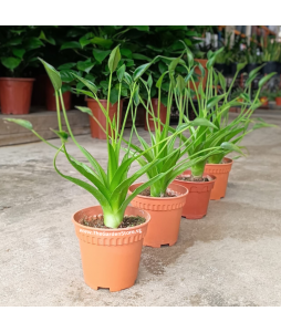 Alocasia Tiny Dancer Elephant Ear P150