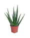 Aloe Vera Potted Plant