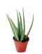 Aloe Vera Potted Plant